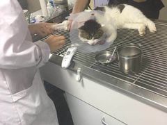 -A猫a狗全科·犬猫异宠·芥西宠物医院(南开总院)