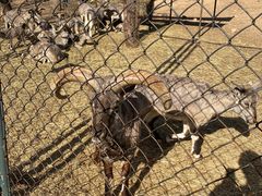 -大连森林动物园