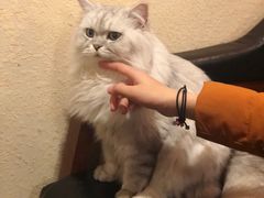 -猫友咖啡店(玉林西路店)