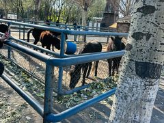 -长白岛森林公园