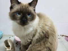 -三花喵·撸猫购宠·宠物生活馆(虹桥南丰城店)