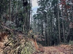 -青龙山国家森林公园