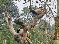 -都江堰中华大熊猫苑