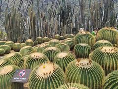 -深圳仙湖植物园