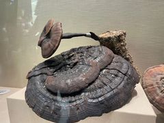 -广东中医药博物馆