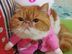 -纳吉亚猫专科动物医院博雅分院