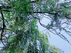 -南翠屏公园