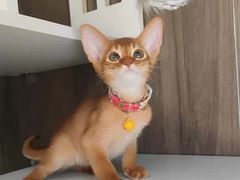 -猫十亿·布偶金渐层·曼基康矮脚猫舍(青年路店)