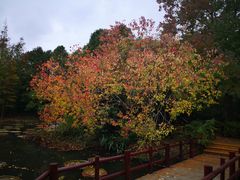 -上海滨江森林公园