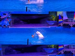 -海合安武汉极地海洋公园