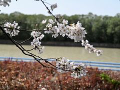 -高东镇樱花园