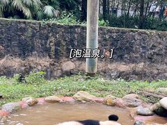 -都江堰中华大熊猫苑