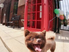 -超宠爱宠物摄影-Super pet