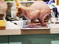 -猫小院猫主题餐厅(三里屯店)
