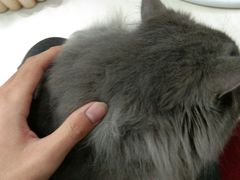 -猫亿天猫咖