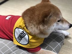 -逗柴咖啡屋·狗咖猫咖宠物桌游