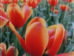 -洛阳郁金香牡丹园