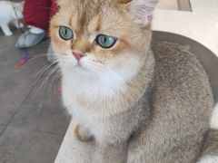 -飞行喵MR PILOT|猫舍·猫咖(静安大融城店)