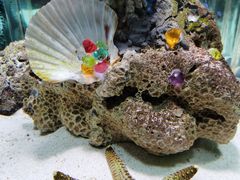 -太平洋海底世界