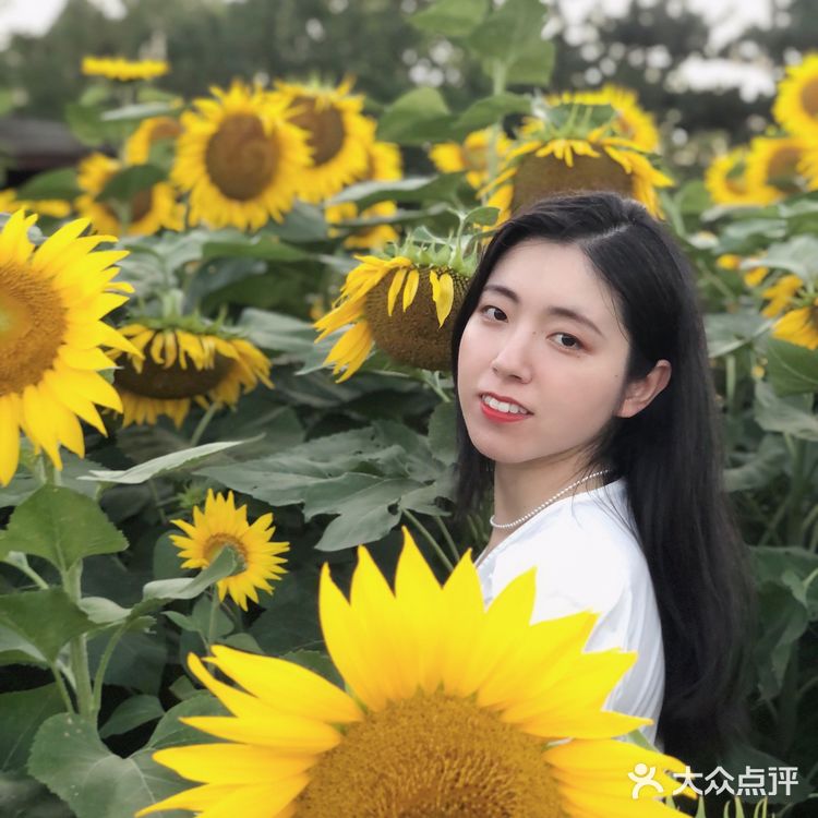 奥森百亩向日葵开啦🌻太美太出片了🌻 