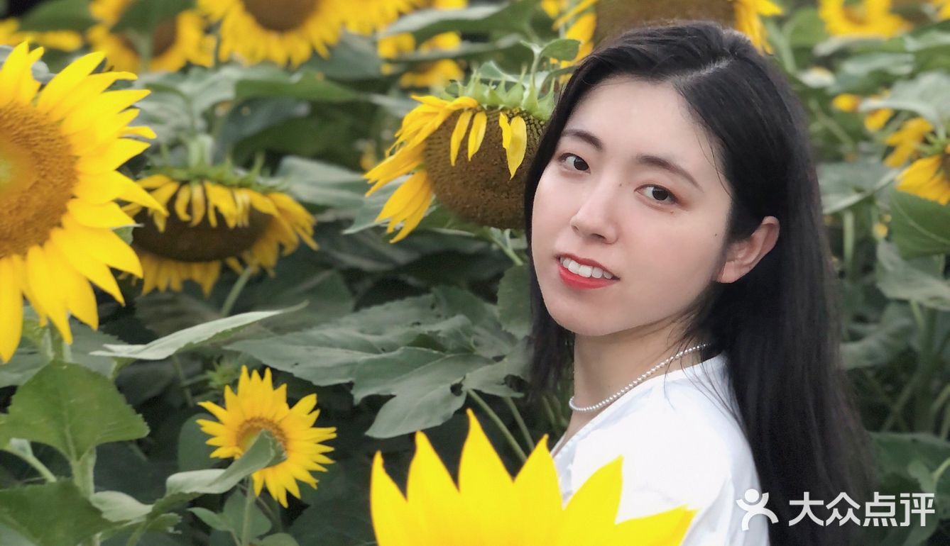 奥森百亩向日葵开啦🌻太美太出片了🌻 