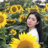 奥森百亩向日葵开啦🌻太美太出片了🌻 