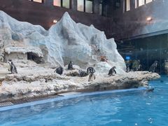 -帝企鹅自助餐厅•儿童岛•真企鹅(长隆企鹅酒店)