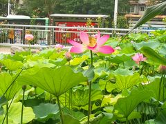 -黄村公园
