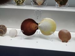 -贝壳王国博物馆