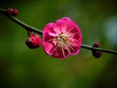-三圣花乡旅游区