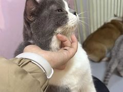 -我爱猫咪·猫咖·狗咖·安哥拉兔·羊驼咖(小寨华旗店)