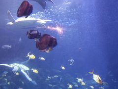 -太平洋海底世界