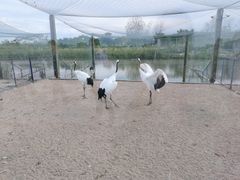 -盐城丹顶鹤湿地生态旅游区