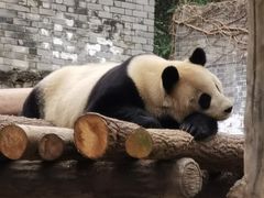 -都江堰中华大熊猫苑