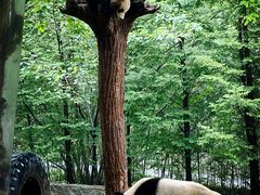 -都江堰中华大熊猫苑