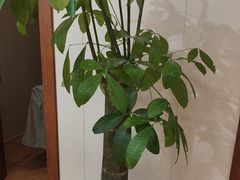 -竹雀古法采耳(青岛麦凯乐店)