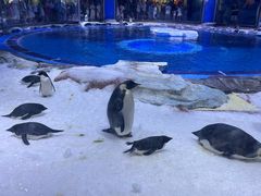 -上海海昌海洋公园
