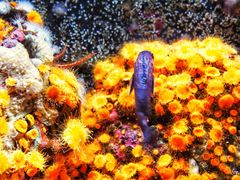-西雅图水族馆
