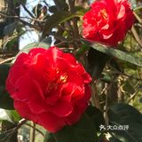 虽然没有樱花,山茶花桃花还是不错的