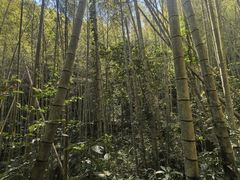 -天适樱花悠乐园