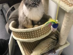 -爱诺耐芙动物医院(万博店)