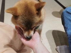 -逗柴咖啡屋·狗咖猫咖宠物桌游
