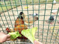 -前小桔亲子创意农场·草莓采摘·露营烧烤