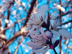 -桃花堤公园