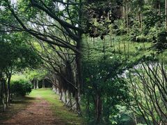 -番禺大夫山森林公园