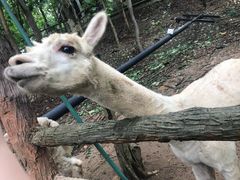 -清迈夜间动物园