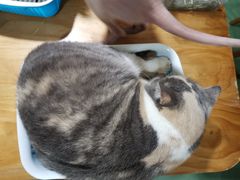 -藦茜花园宠物主题亲子互动体验馆(国顺东路店)