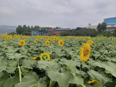 -君乐宝优致牧场