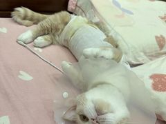 -拜鲁耶动物诊疗中心·宠家动物医院