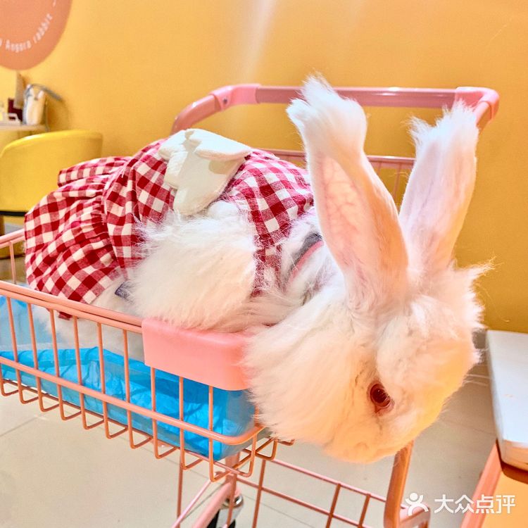 兔兔能有什么坏心思呢